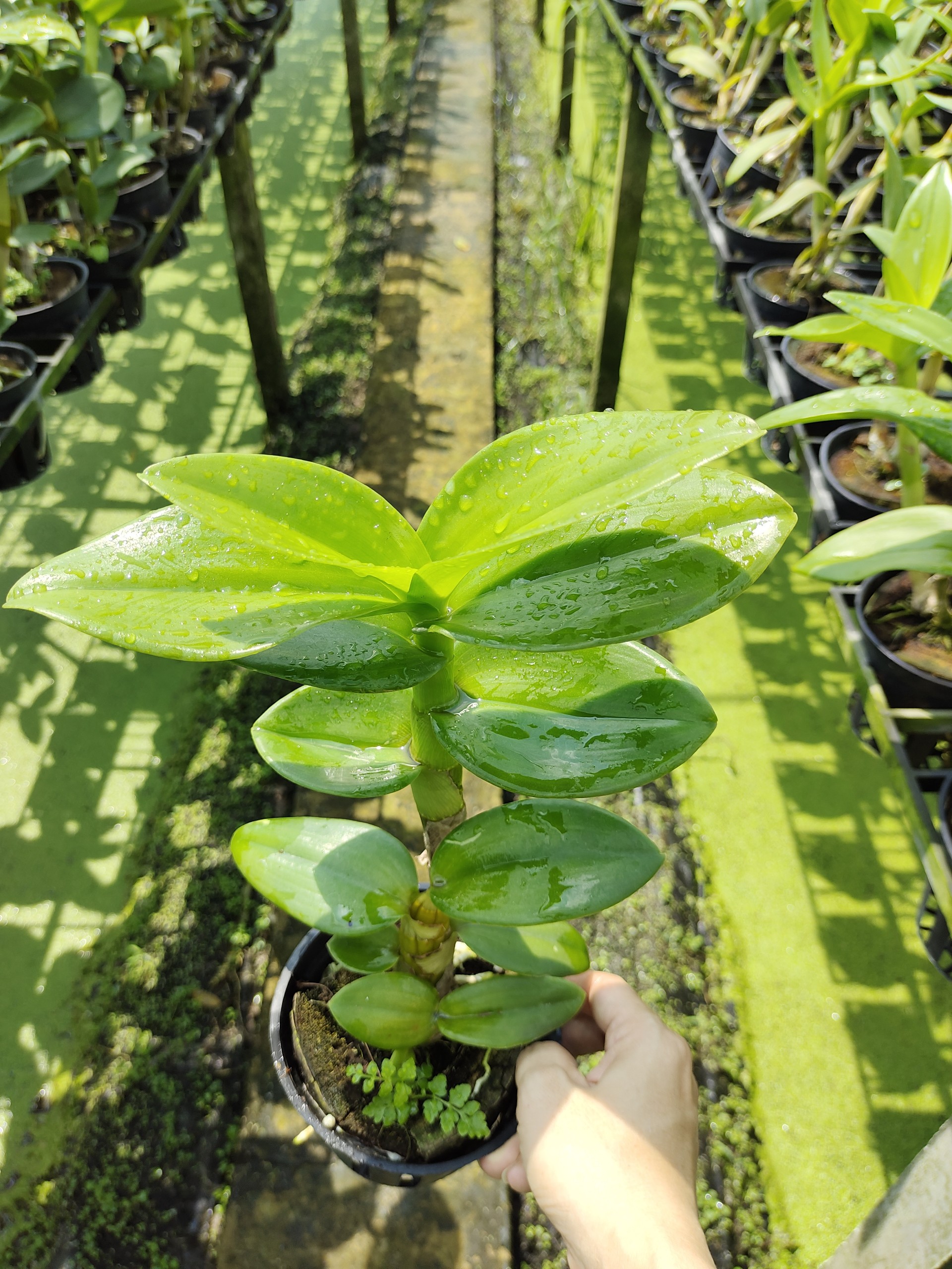 Dendro nắng lưỡi bò tím siêng hoa