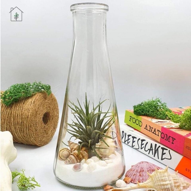 Chai Nón Thủy Tinh 350Ml Kèm Nút Gỗ - Duonghieu6789