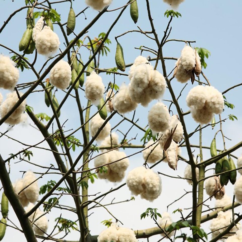 Hạt giống cây bông gòn (gạo xanh) - 100gram