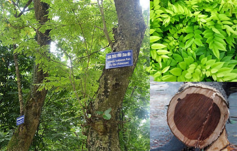 com bo 10 Cây giống sưa đỏ (  có bầu  đất , rê khỏe ổn định ) như hình