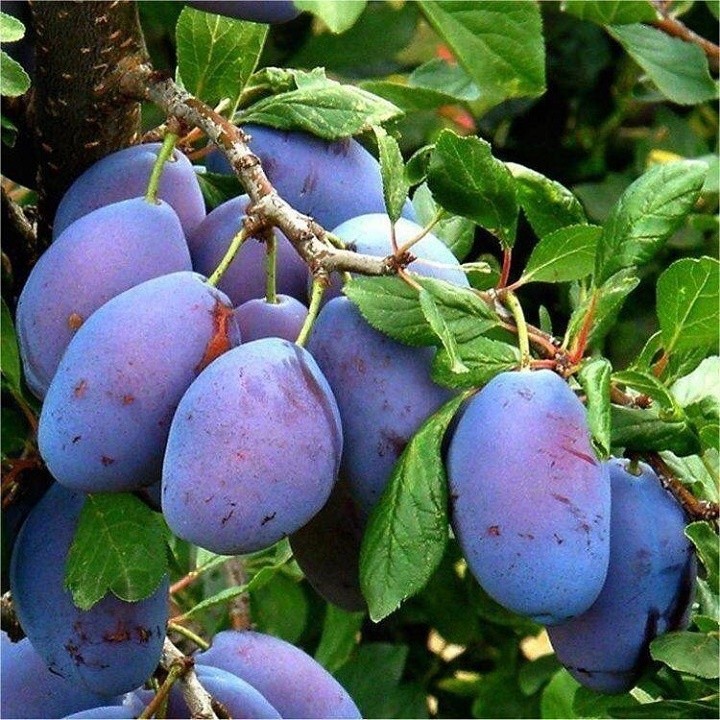 CÂY GIỐNG MẬN TÍM CHÍN SỚM BẮC HÀ