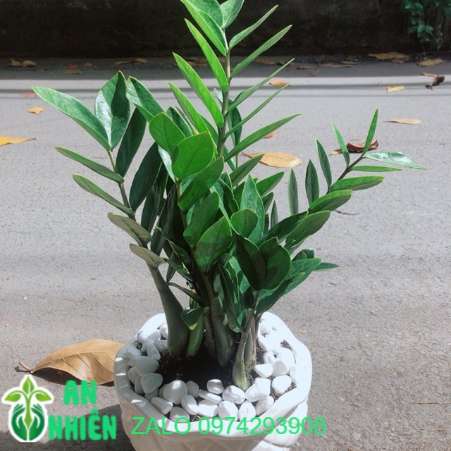 Chậu cây kim phát tài