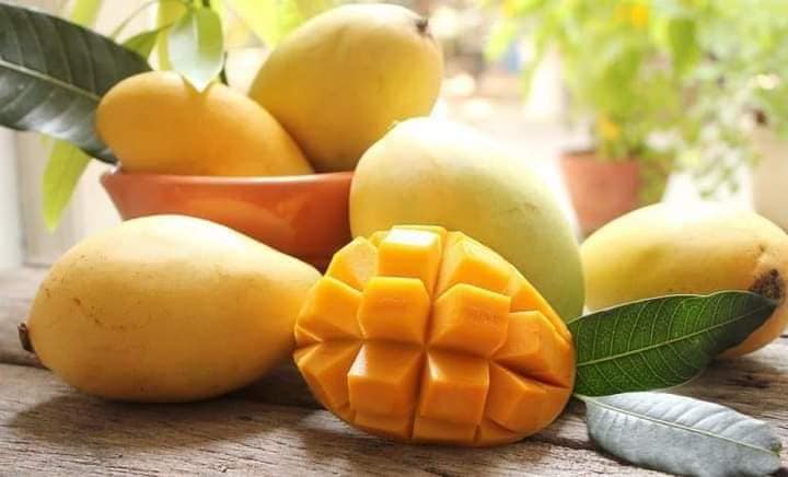 Cây giống xoài cát hòa lộc (trồng chậu siêu sớm )