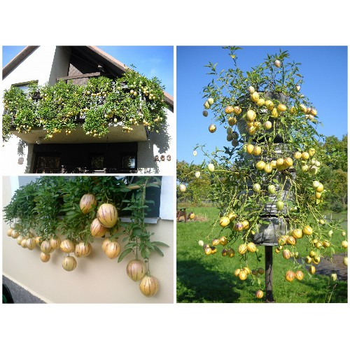 Hạt giống Dưa PEPINO dưa phỉ thúy