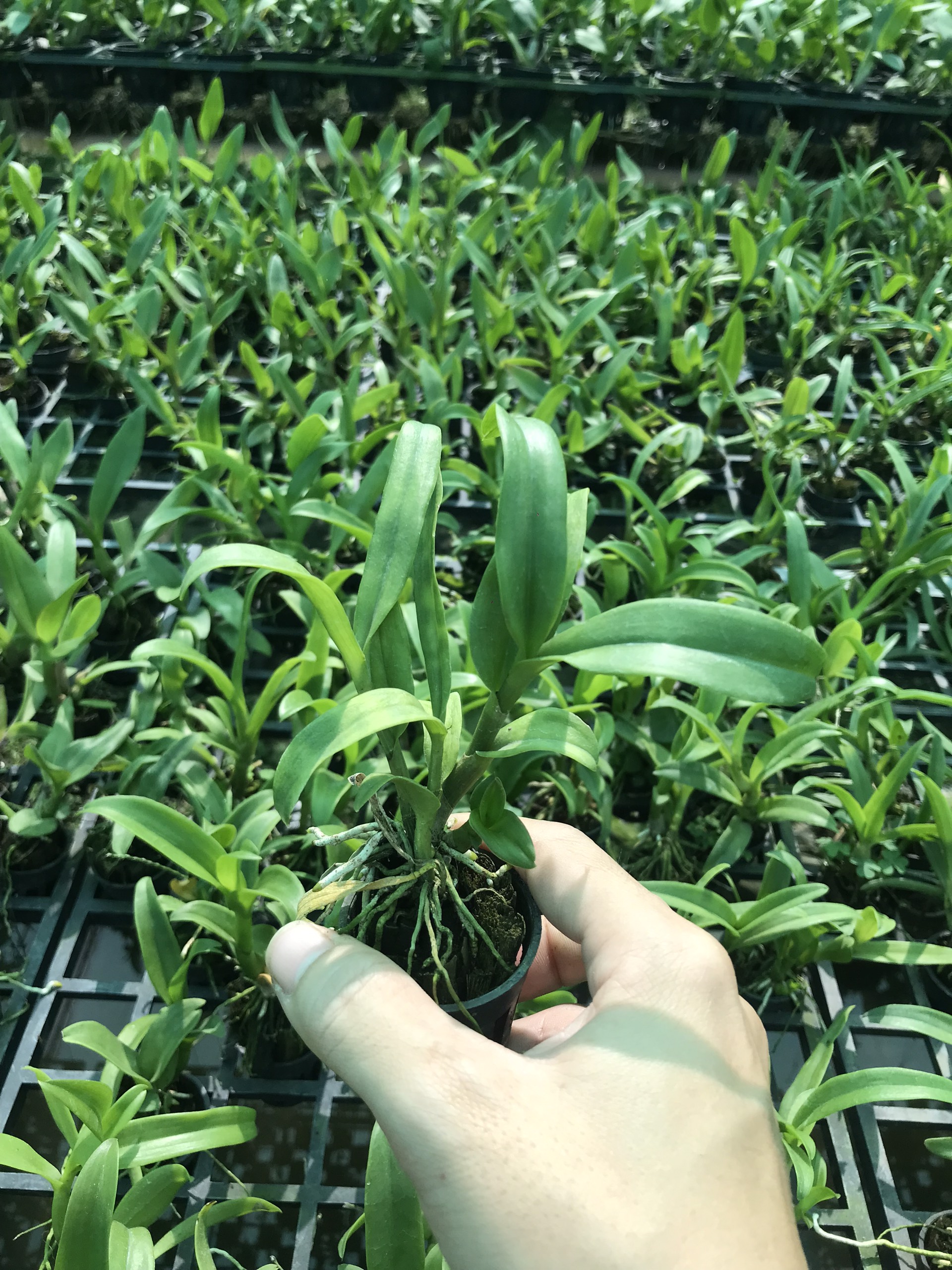 COMBO 3 CÂY GIỐNG LAN 5 CÁNH TRẮNG QUỐC DÂN THƠM Cao 7-12Cm
