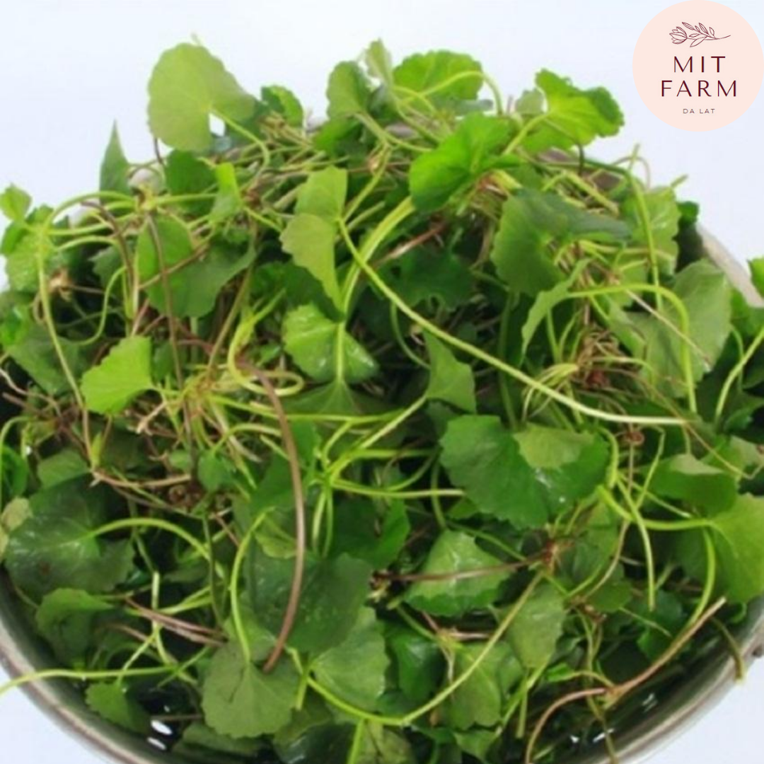 Hạt giống Rau má lá nhỏ