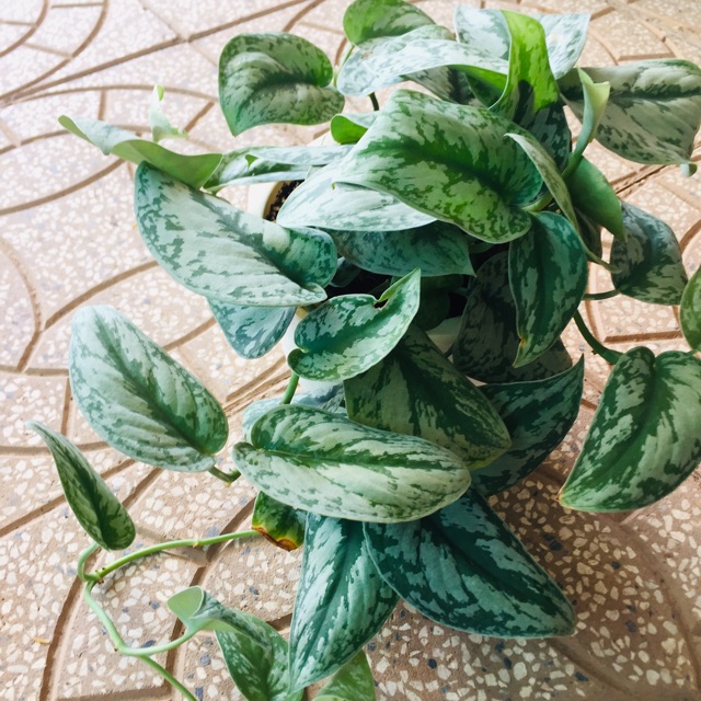 Cây trầu bà pháp - Cây cảnh trong nhà