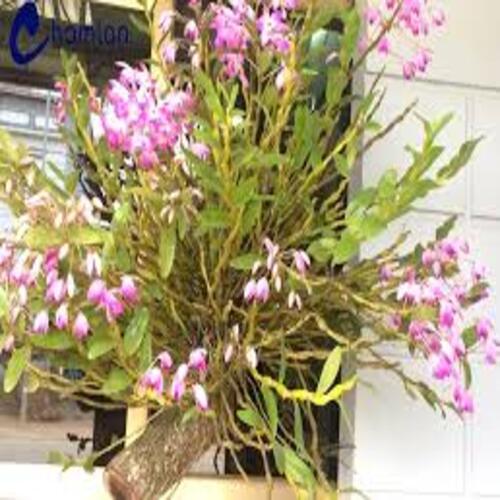 Chậu lan đùi gà hàng thuần lên chậu