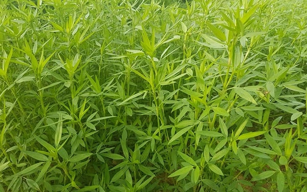 Hạt Giống Cỏ Chăn Nuôi Stylo 100g - cỏ đậu năng suất cao