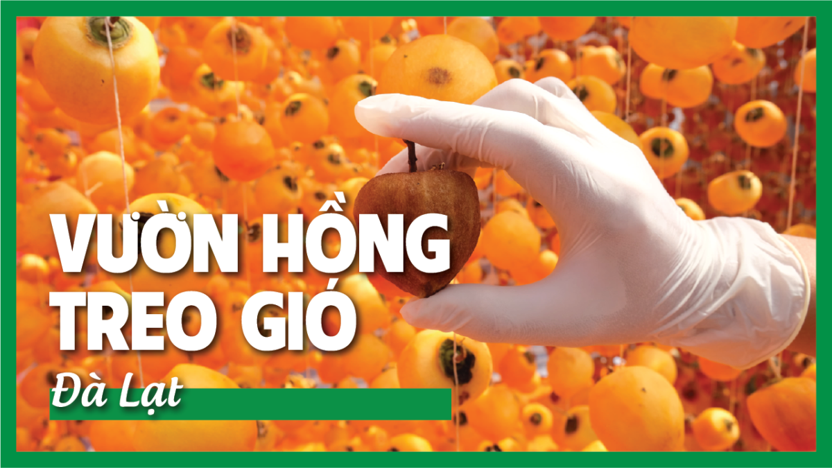 ( SẴN HÀNG - GIAO NHANH ) Hồng Treo Gió Đà Lạt - 100% Công Nghệ Nhật Bản