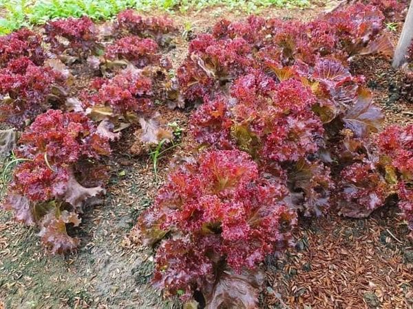 Hạt giống xà lách xoăn tím gói 5gr