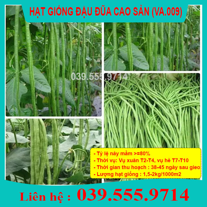 Hạt giống Đậu Đũa Cao Sản – 20gram