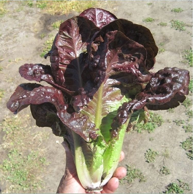 Hạt giống xà lách romaine đỏ - 0,2gr/gói