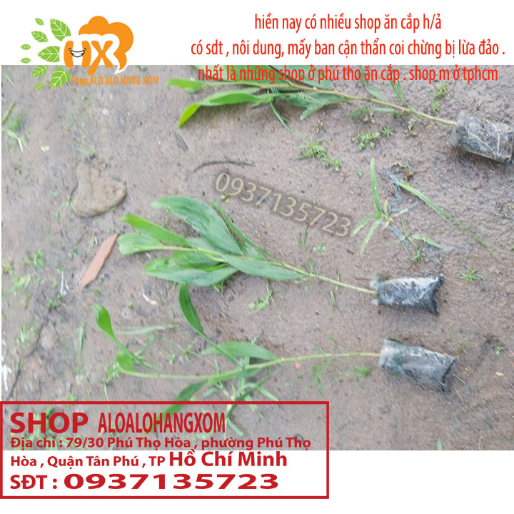 [HCM]combo 50 cây tràm lai cây giống