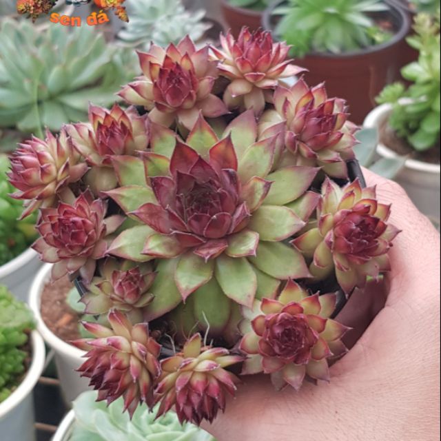 Sen đá phật bà đỏ hỏa tâm
