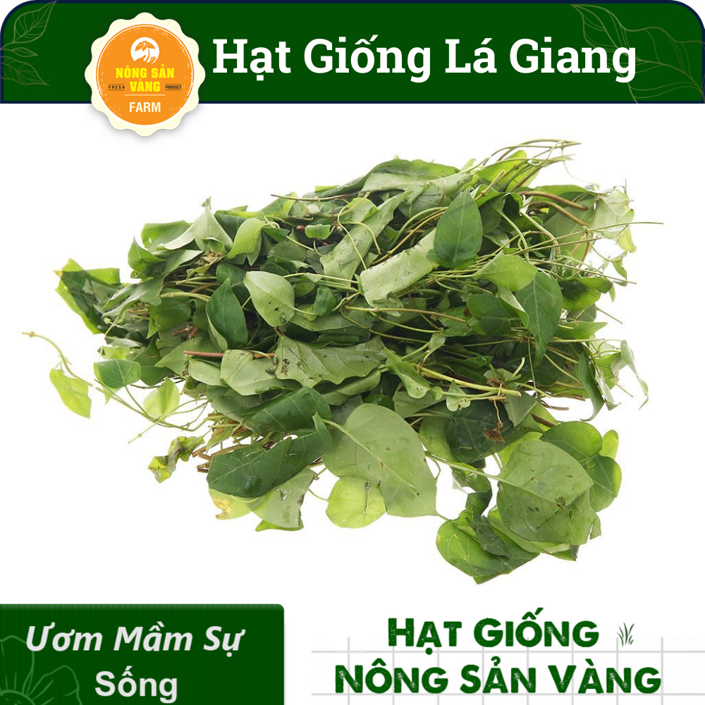Hạt Giống Dây Giang (Lá Giang) Nảy Mầm Tốt, Phát Triển Mạnh (Gói 10 Hạt) - Nông Sản Vàng