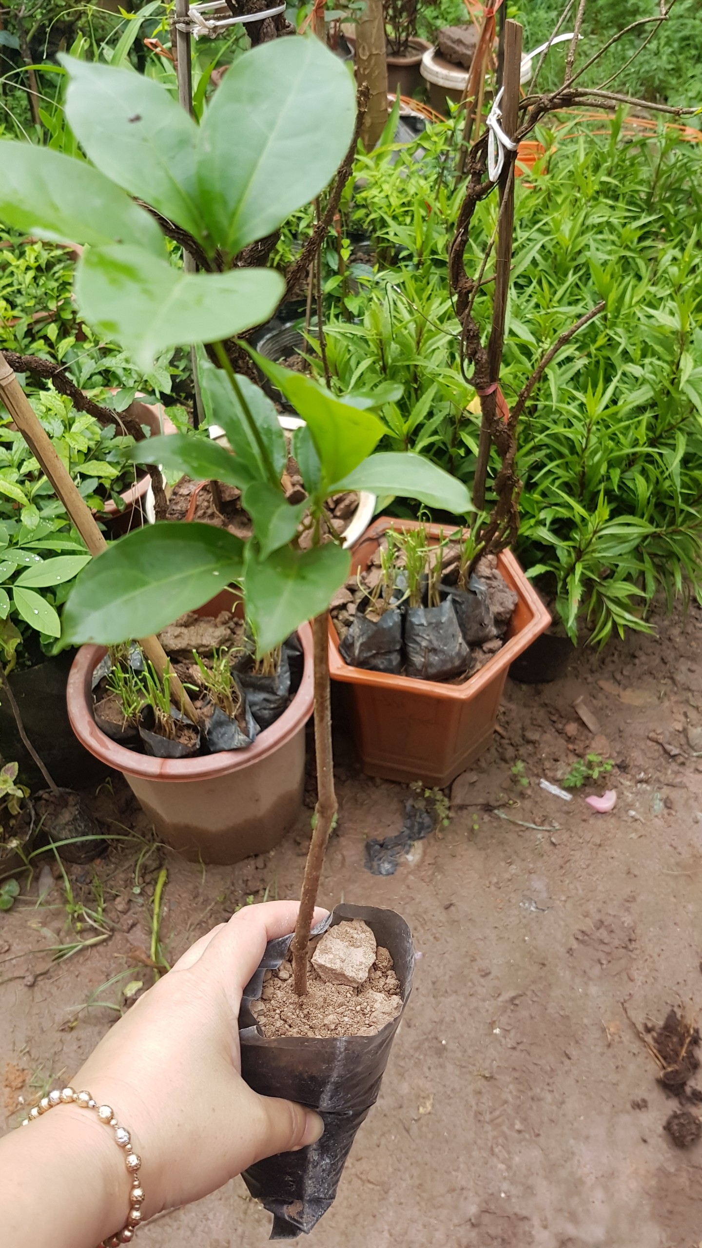 Lan tỏi giống - Cây trong bầu