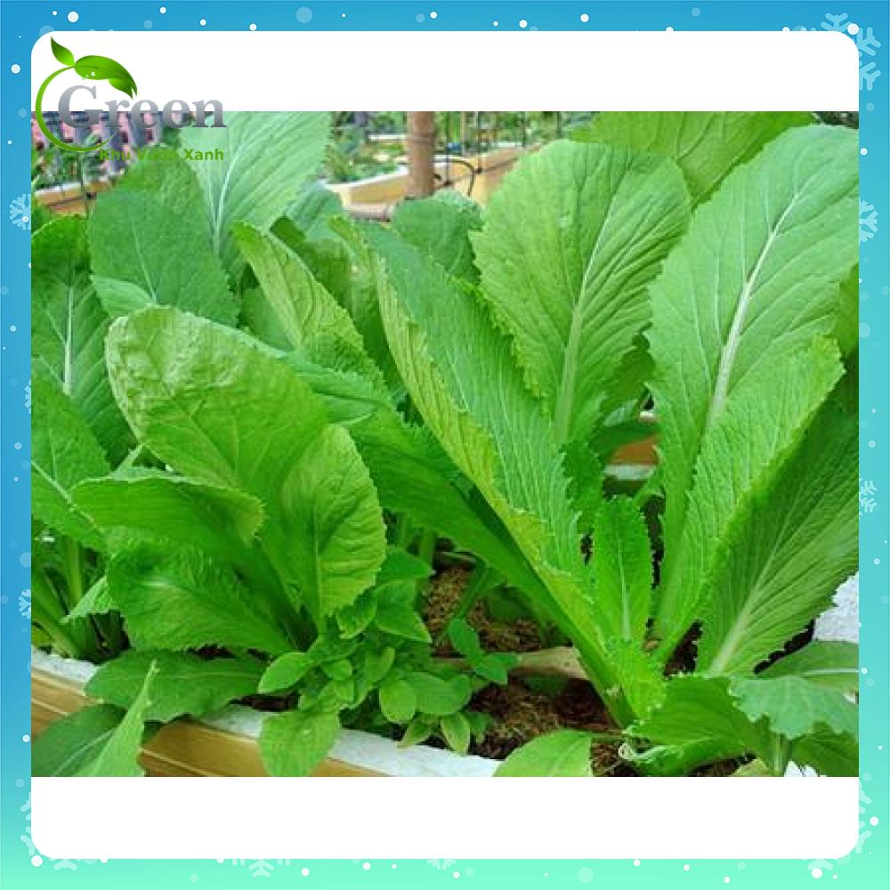 Hạt Giống Cải Bẹ Xanh Mỡ Dễ Trồng 20 Gam