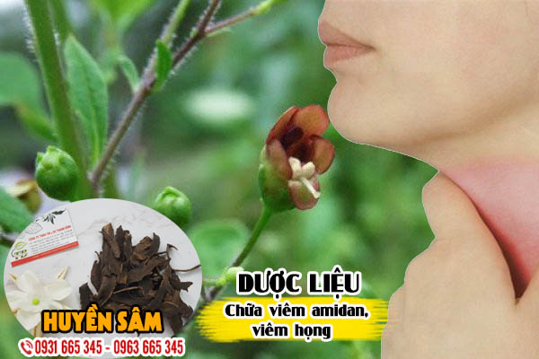 Huyền Sâm (Hắc sâm) 100g Khô  - Thảo Dược Thanh Bình