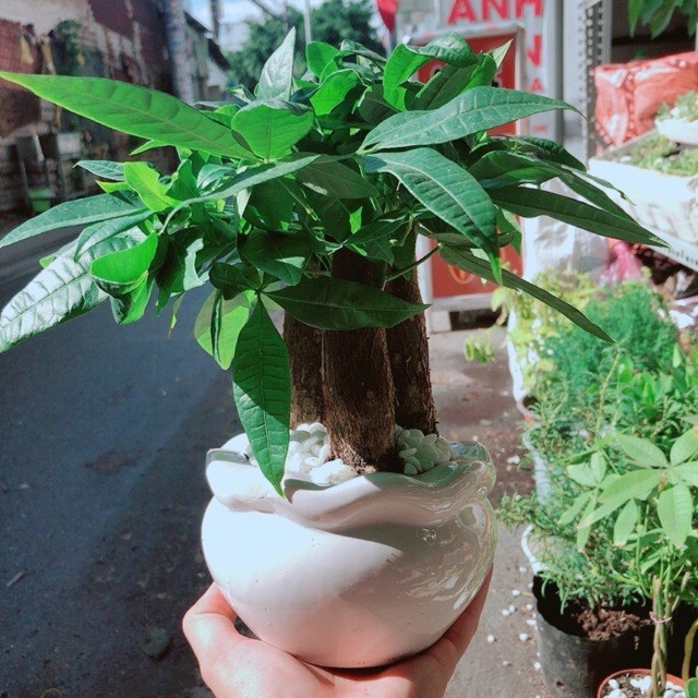 Chậu ba cây kim ngân - Tam lộc có tác dụng thanh lọc không khí rất tốt Trong phong thuỷ cây cọ cảnh có tác dụng sinh tài lộc giữ của cải vì thế nó được trồng nhiều nơi