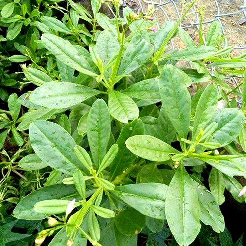 Hạt Giống Sâm Đất ( Thổ Sâm - Gói 20 hạt) - Dễ Trồng,Thảo Dược