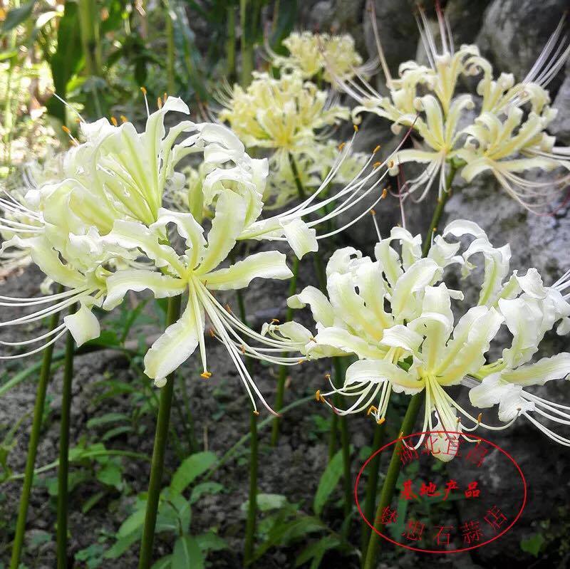 Củ giống hoa bỉ ngạn hoa màu trắng ( 1 củ )[Seeds]