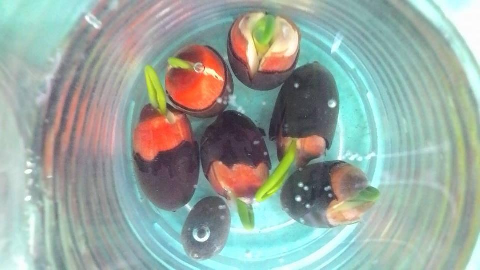 Purple White Lotus Seeds (Pack of 5 Seeds)