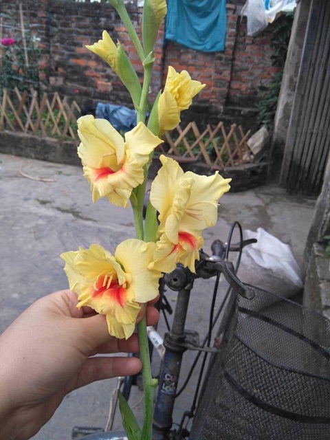 Set 10 Củ Hoa Lay Ơn ( Đỏ, Xanh , Song Sắc )