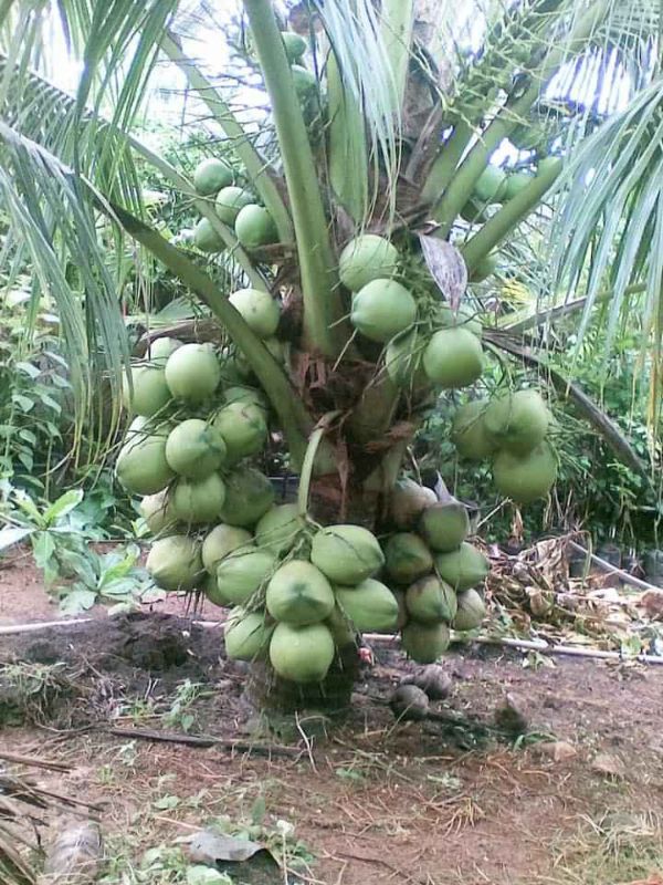 Cây giống dừa sữa.. 1 năm cho trái
