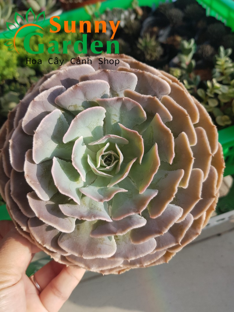 Sen Đá Bắp Cải - Chậu To