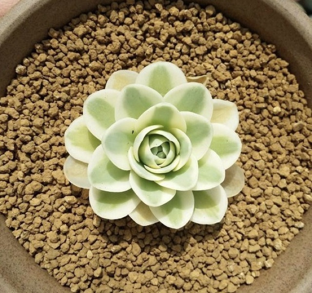 Đá Akadama ( túi 0.5kg) dùng trồng sen đá, bonsai, bể thủy sinh