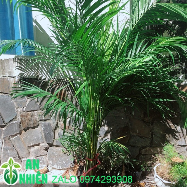 Bụi Cau Kiểng (chỉ giao hoả tốc)