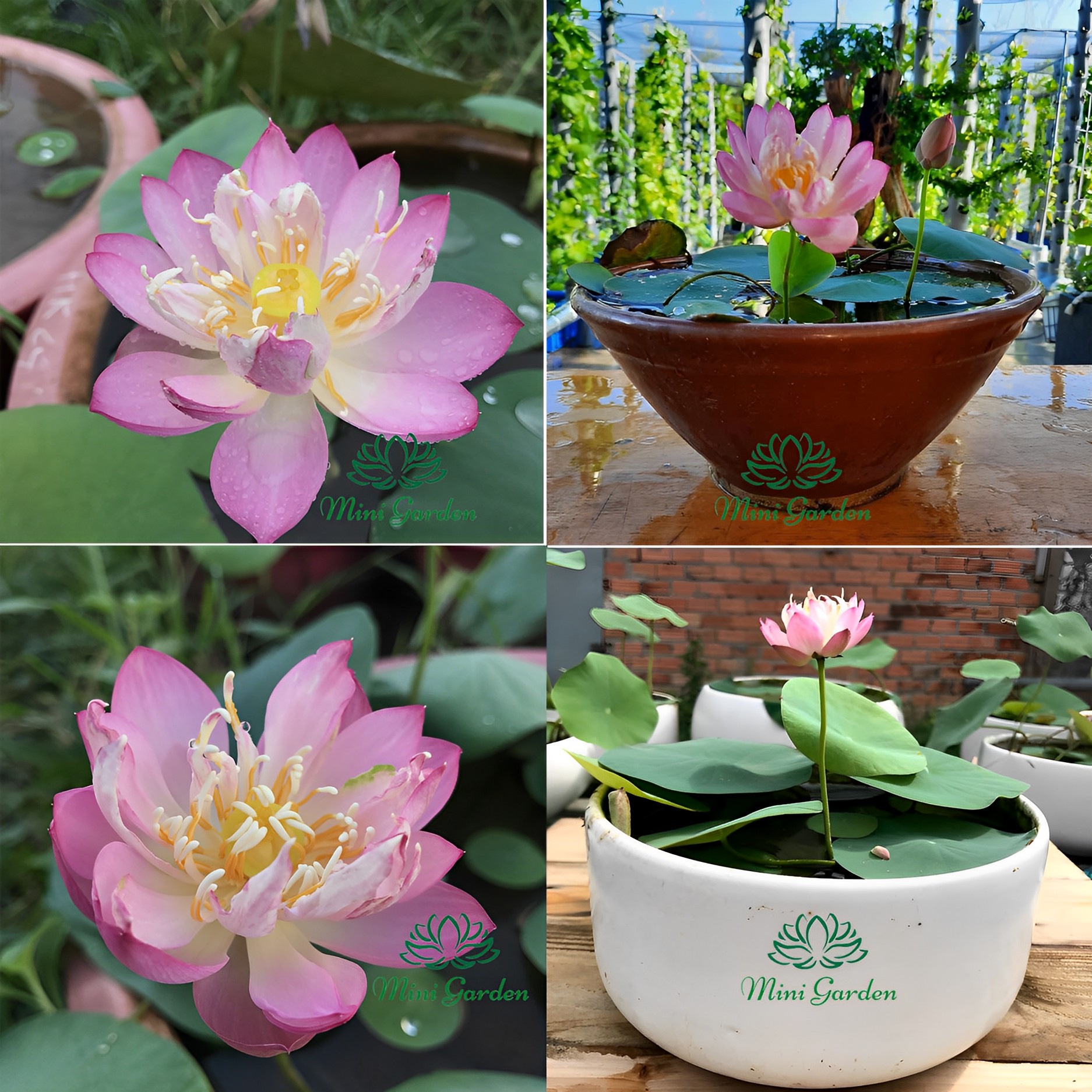 Củ giống sen mini Spark