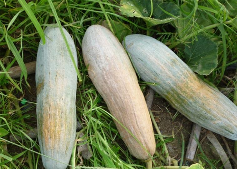 Gói 5g hạt giống bí đỏ dài (bí sáp)