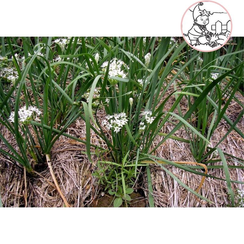 HẠT HẸ ĂN BÔNG - GÓI 1 GRAM