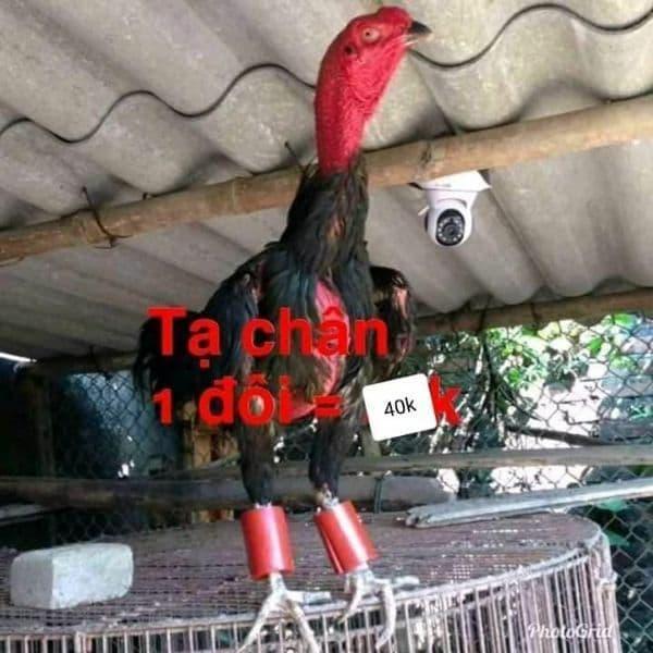 COMBO PHỤ KIỆN GÀ ĐÁ GỒM : 4 BỊT CỰA , 2 BỊT MỎ , 2 TẠ GÀ , 1 ÁO GÀ