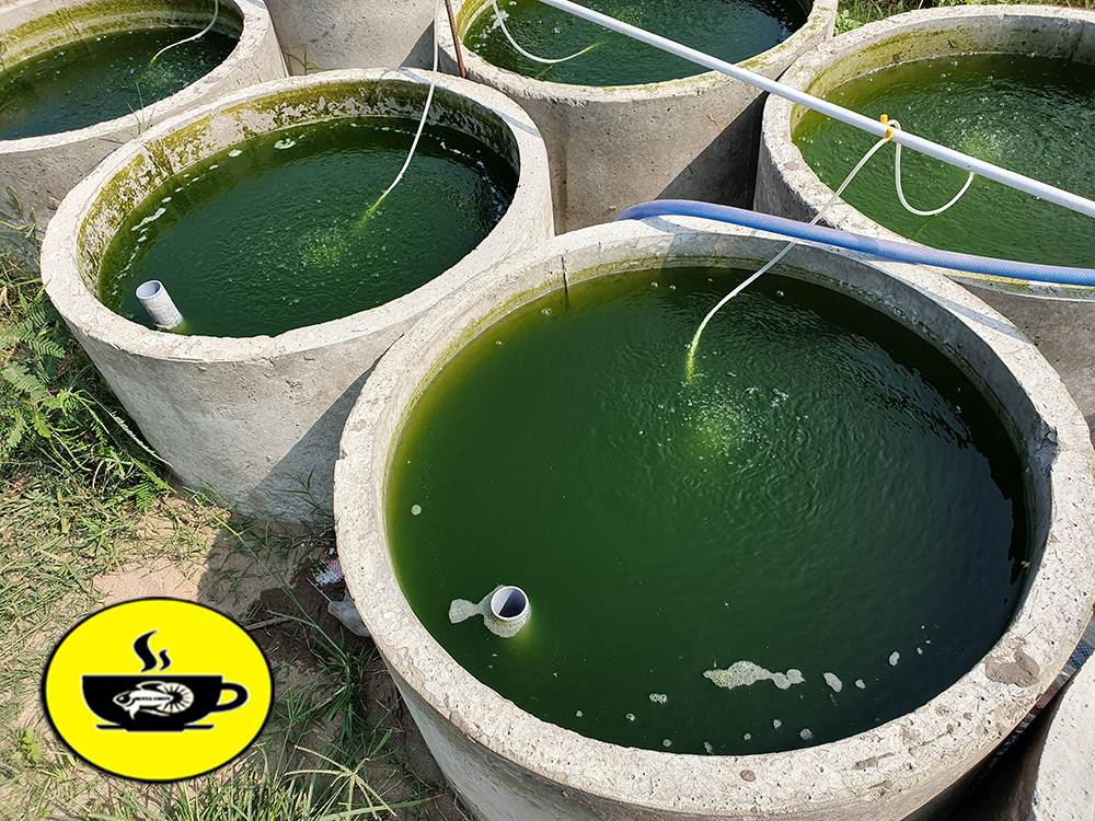Máy bơm oxy hồ cá 1 Vòi AQuawing  (Tặng 1m dây + 1 viên đá sủi oxi)