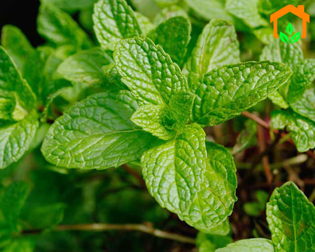 100H - HẠT GIỐNG BẠC HÀ MINT ( Húng lủi thơm)