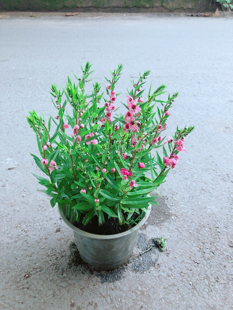 Hoa lưu Ly