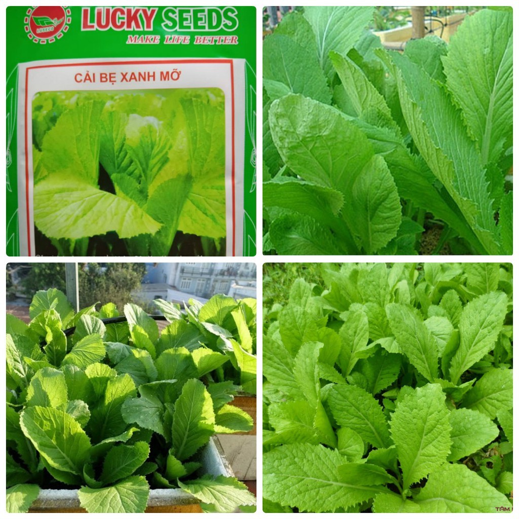 [Hạt giống rau Cải bẹ xanh mỡ - Gói 20gr