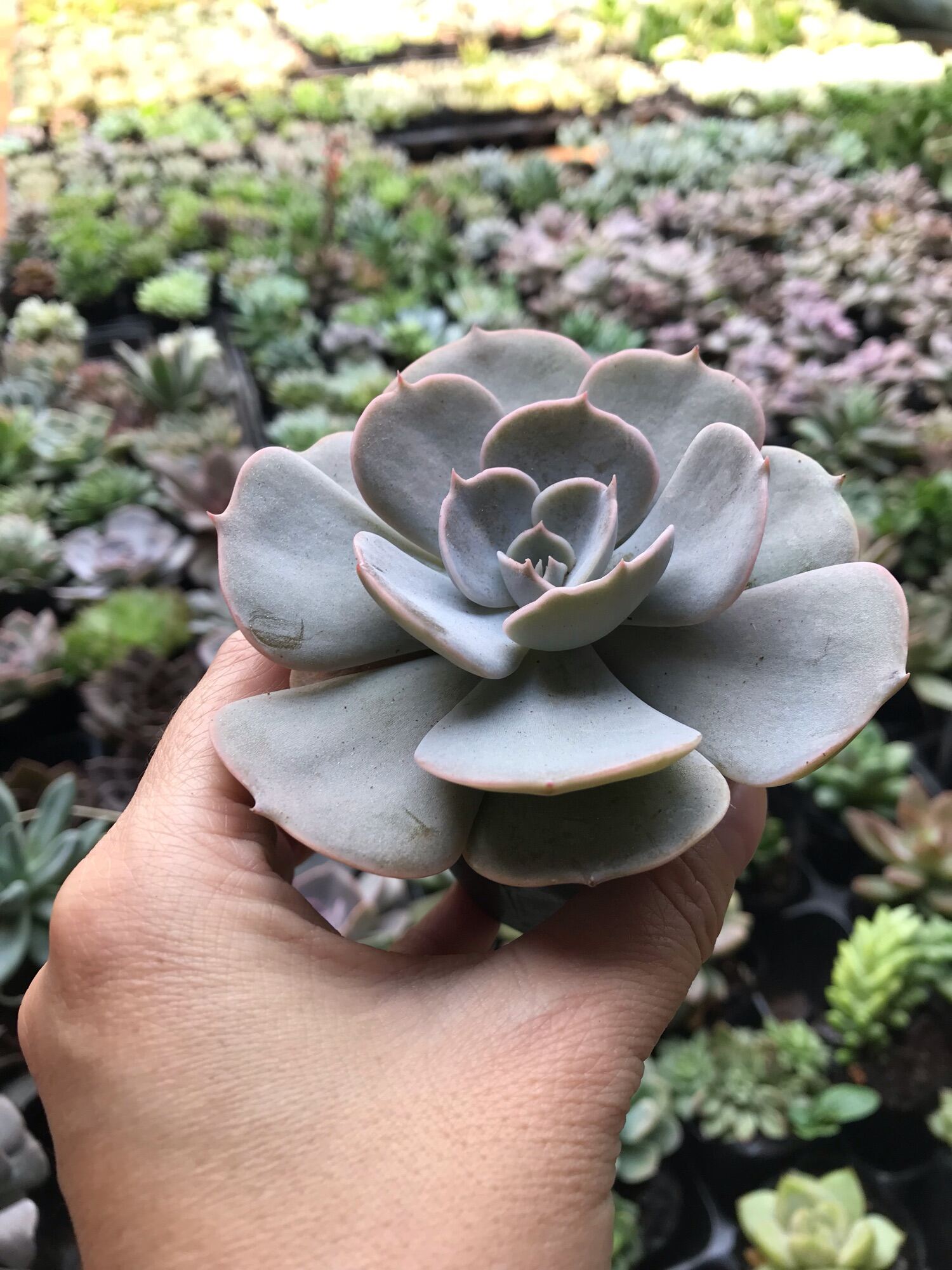 Sen đá đất hồng size bầu 3-5 cm