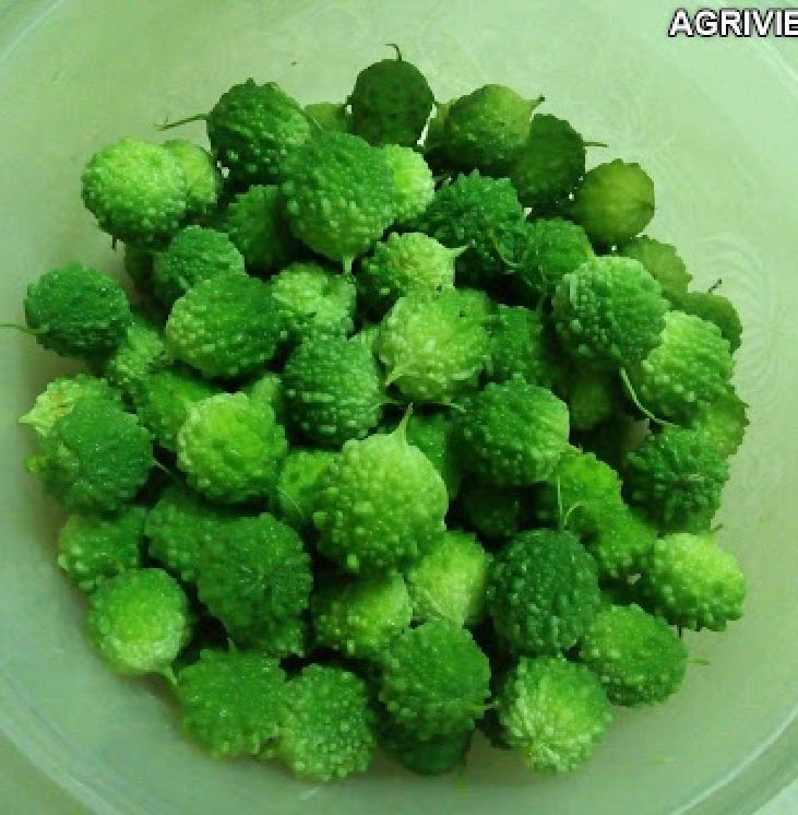 Hạt giống trái khổ qua rừng ( 20 hạt/gói )