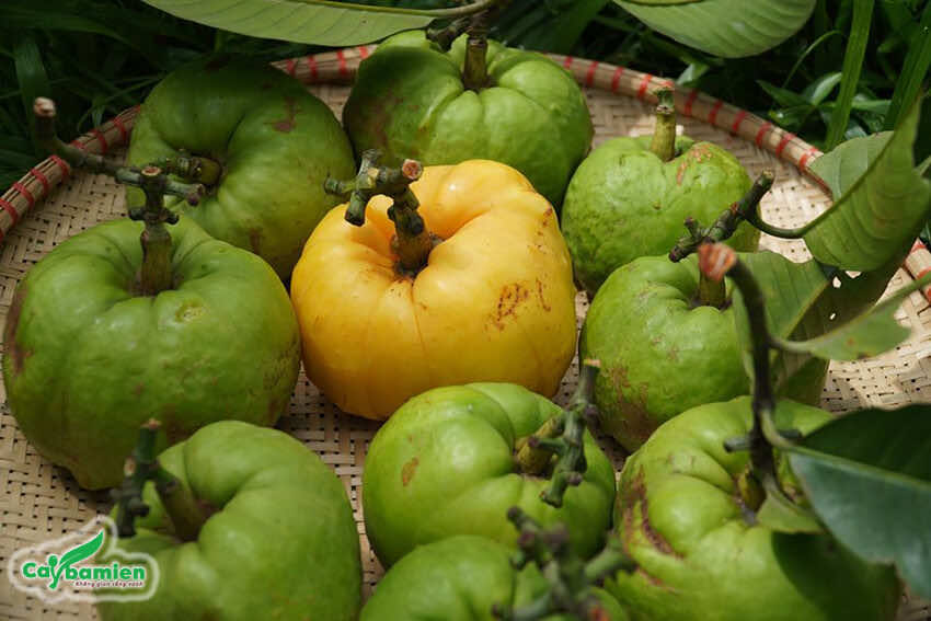 1kg quả tai chua khô