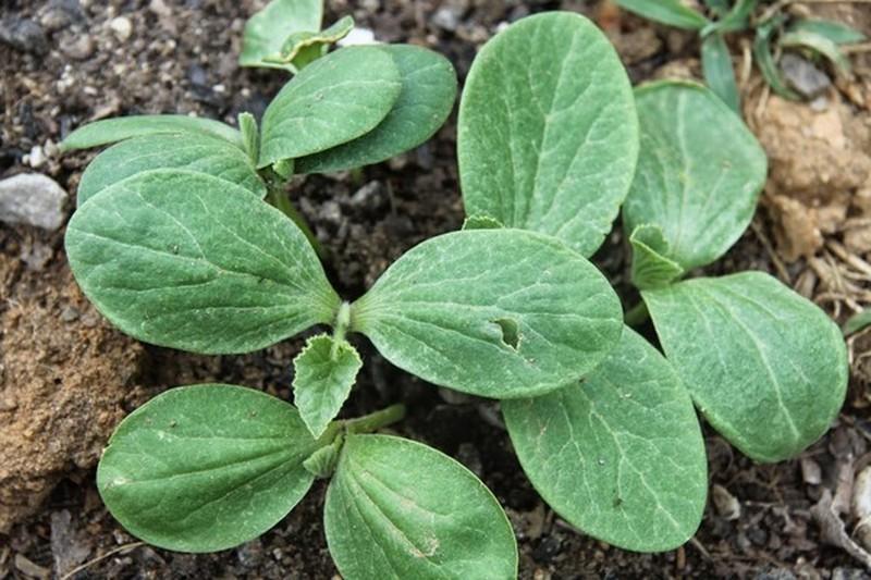 Hạt giống bí xanh dài ( bí sặt ) 1 gói 30 hạt