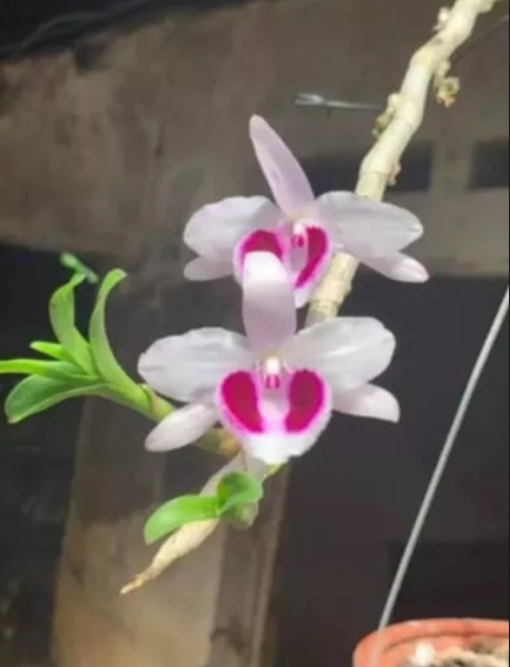 Cây giống hoa lan Ám Mắt Đỏ Cánh Bầu Đại