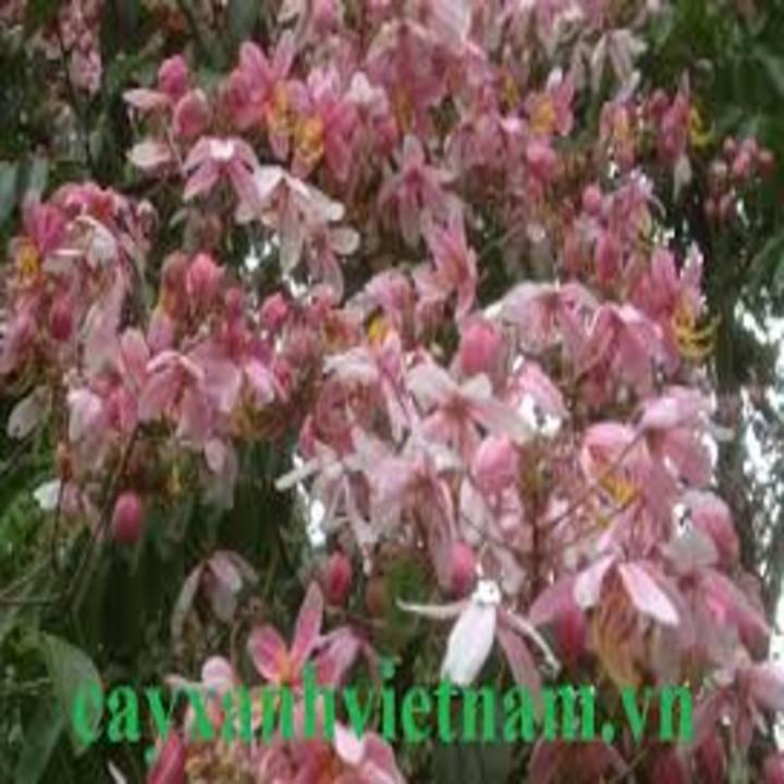 COM BO 4 Cây Muồng Hoa Đào Giống Mới