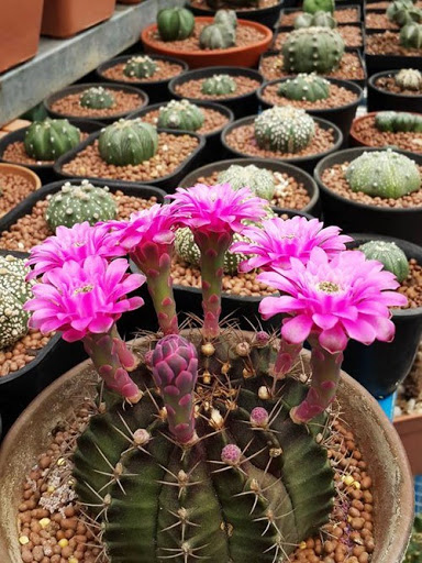 [HCM]Combo 5 cây xương rồng tròn mini 3-5cm (mua 2 combo tặng 2 thêm cây )