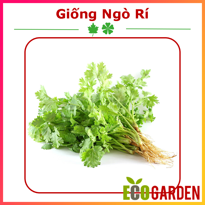 Hạt Giống Ngò Rí Hạt Nhỏ 20 Gam (ECO.229)