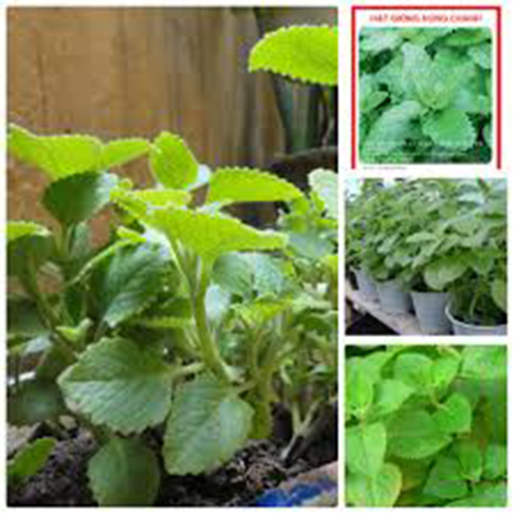 Gói 100 hạt giống húng chanh