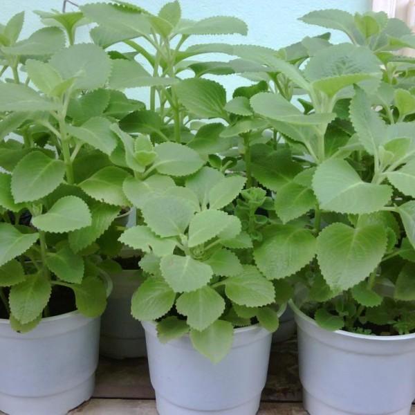 [Mới] - Hạt giống rau bạc hà